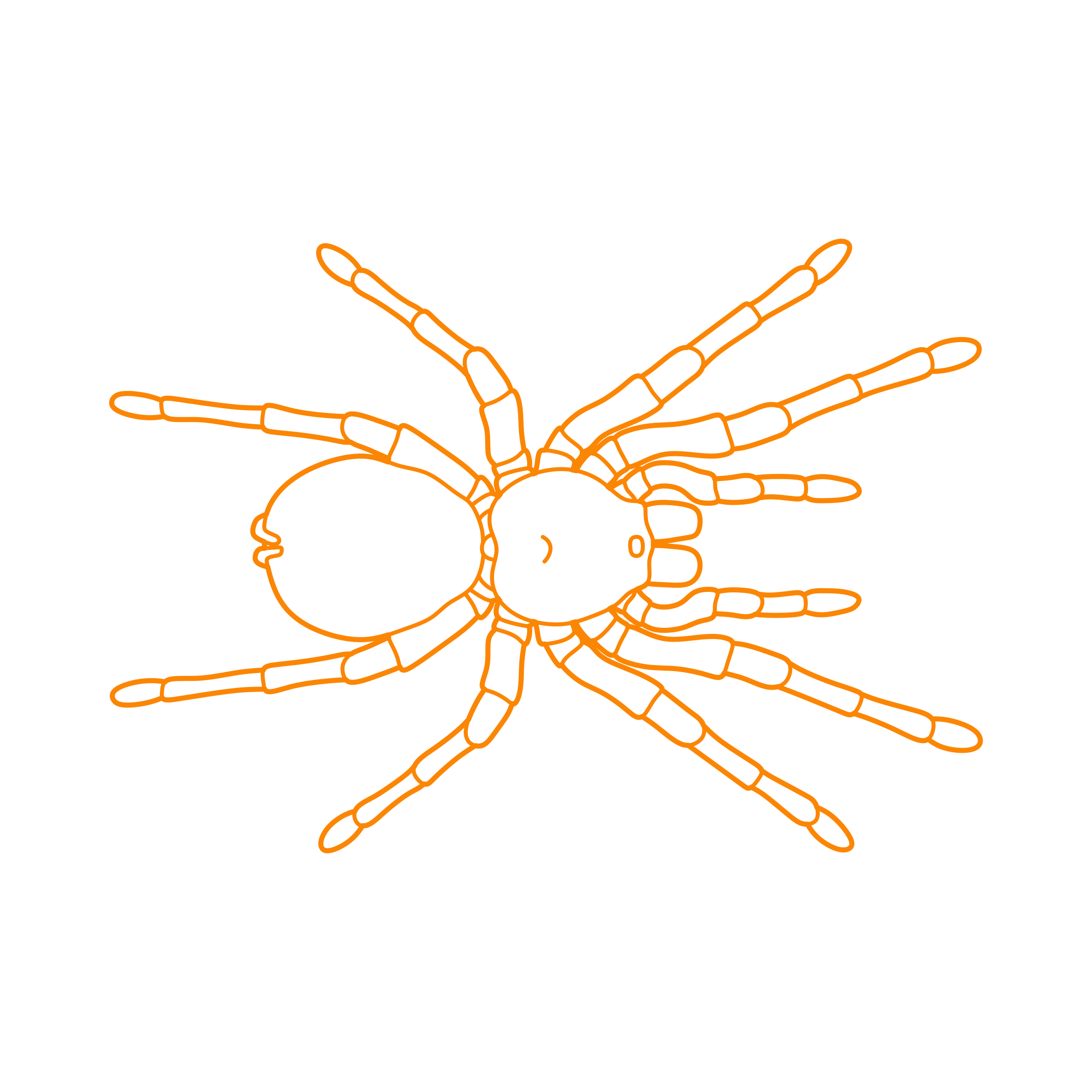 Animals Arachnids Goliath Birdeater Technical Drawing Svg Vector Free Vectors